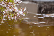 © Vlad Rakin - Close up of delicate pink cherry blossom flowers on a branch over calm water. Spring floral background with fallen petals floating on the surface during a rainy day.