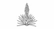 © Anak - Black and white line art drawing of a flowering yucca plant