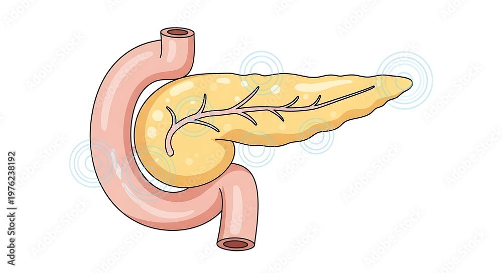 Diagram Of Duodenum And Pancrease Anatomical illustration of the human pancreas and duodenum. Stock Photo ...
