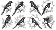 © Habiba - Black and white bird illustrations, 7 magpie designs, wildlife clip art, bird set, monochrome animal graphics
