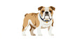 © Lapak orang bejo - British Bulldog Standing Isolated on White Background Vector Illustratio