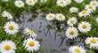 © PixelHub Studio - Close-up of white and yellow daisies blooming in shallow water after rain. april showers flowers