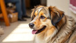 © masif - A fluffy brown dog with beautiful markings looks away with its tongue hanging out happily today.