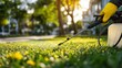 © vetrana - Gardener applies liquid treatment on grass in city park during late afternoon hours