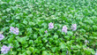 © max5128 - Thickets of water hyacinth (Eichhornia crassipes) Vietnamese pond. Green plague, quarantine weed, but how luxurious it looks in ornamental pond and in wild in South America