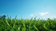 © somruethai - Low angle shot of fresh green grass under a clear blue sky.