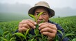 © PrabuanaAndika - Dedicated Asian Farmer Inspecting Fresh Tea Leaves in Misty Green Plantation