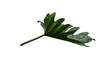 © Samantha - Underside of a deeply lobed green tropical leaf with prominent veins, isolated on transparent background.