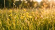 © Md Arif Babu - Golden hour summer meadow with yellow buttercups, sunlit wild flowers in green grass, dreamy bokeh nature background at sunset