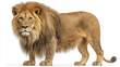 © Anna - Close-up lion portrait with thick mane.
