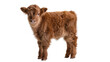 © Nina - Fluffy brown Highland calf standing, isolated on transparent background
