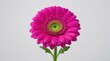 © Coosh448 - A bright magenta gerbera daisy isolated on a clean background, vivid petals around a green center, fresh botanical elegance and crisp studio light, ultra-realistic, no logos.
