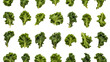 © Waris ALI - set of green leaves, png