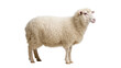 © GODSTOX - Fluffy white sheep with thick wool fleece, isolated on transparent background