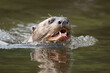 © NaturePL - Giant river otter (Pteronura brasiliensis) swimming in river, Pantanal wetlands, Mato Grosso, Brazil. Endangered.