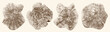 © Anatoliy - Tree growth rings set with close up trunk sections. Natural wood stamp textures showing growth layers, detailed vector illustration for organic design elements, backgrounds. Wood texture, tree, rings.