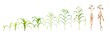 © ISENGARD - Corn plant growth stages set from seedling and vegetative to reproductive and mature dry stalk. Sequence of maize development phases for agriculture and botany education on transparent background.