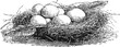 © Purple_Lamp - bird nest with eggs and feathers vintage engraved illustration of natural wildlife and animal habitat