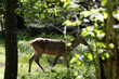 © Aleksander Bolbot - Red deer searching for food in Bialowieza Forest sunlight