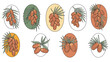 © MD - Set of date fruit bunches with palm leaves presented in various oval frames with different background colors.