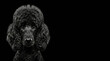 © NLGraphics - Dramatic studio portrait of a black Standard Poodle with rim lighting on a black background. Minimalist composition with wide copy space for text, elegant canine photography