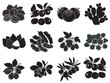 © Arif's Creation - set of black floral decorative elements and botanical silhouettes on white background