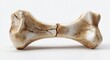 © Raudah - Cracked, aged bone segment, showing intricate fracture lines against a neutral backdrop