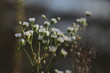 © polakravis - Delicate White Wildflowers Blooming in Soft Natural Light