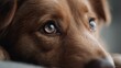 © Di Studio - close up of cute dog eyes