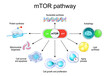 © designua - mTOR pathway. mTOR like switch of longevity and cellular aging, cancer, metabolism and autophagy.