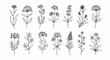 © Andromax Studio - Collection of fourteen hand-drawn botanical wildflower and herb line art illustrations featuring various stems, leaves, and floral blooms isolated on a plain white background.