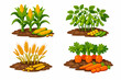 © mehroz - Set of Agricultural Crops Growing in Soil Including Corn, Soybeans, Wheat, and Carrots. Cartoon Vector Illustration of Farm Plants for Organic Gardening, Agriculture, and Crop Rotation.