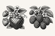 © Sheraz - Vintage Engraved Illustration of Strawberry and Raspberry Berries with Leaves and Flowers, Hand Drawn Woodcut Style Vector Art for Retro Design Projects, Botanical Sketch on White Background