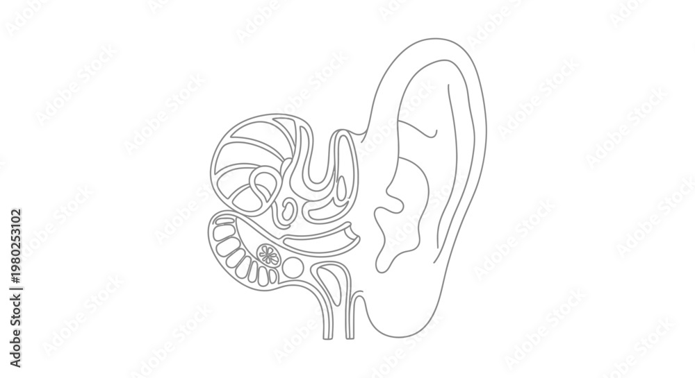 Human Ear Anatomy Detailed Illustration. Stock Vector | Adobe Stock