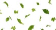 © TheWaterMeloonProjec - White background featuring fresh grape leaves in midair
