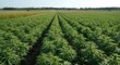 © pngking - Expansive farm fields showcasing healthy sunn hemp plantation