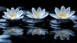 © Foxeye AI - Three water lilies on black stones reflected in the dark water. Great image for relaxation, zen, wellness, or spa concepts.