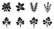 © Nilufa - Culinary herbs icon set with 8 vector elements, black silhouette herb sprigs including basil, rosemary, and parsley, organic kitchen spices for food packaging