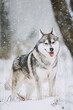 © Great Brut Here - Siberian Husky Dog Walking Outdoor In Snowy Field At Winter Day