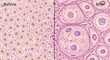 © Muhammed - Histological comparison of cellular structures before and after a biological change
