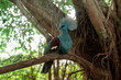 © Aaron & Wera - ictoria Crowned Pigeon perched beneath rainforest canopy in Indonesia