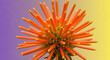 © IllustrationfilesR - Vibrant torch lily flower close up exotic orange blooms nature's beauty