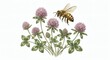 © Nataliia - Honey bee with clover flowers botanical watercolor clipart isolated on white background