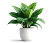 © OLGA DANA - Potted peace lily plant with vibrant green leaves in white ceramic pot isolated on white background