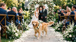 © j_everton - Dog carrying the wedding rings to the altar
