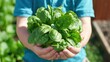 © tashechka - Child holds fresh spinach in a garden under bright sunlight while smiling