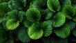 © Tri - Lush tropical foliage displays vibrant patterns of deep green and lighter chartreuse coloration.