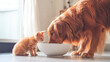 © Bilal - Golden retriever dog and a small ginger kitten share a bowl of food together.