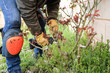 © ADDICTIVE STOCK - Gardener pruning rose bush with shears in backyard garden