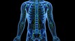 © Frame - 3D illustration of the human lymphatic system depicting nodes and vessels throughout the body